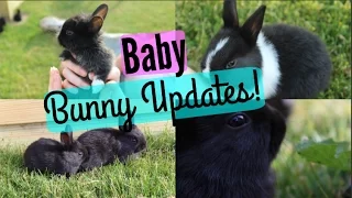 Baby Bunny Updates!!