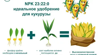 Как получить высокий урожай кукурузы? Удобрение NPK 23:22:0