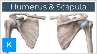 Humerus und Scapula - Anatomie des Menschen | Kenhub