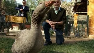 On the Road: A man changed by a goose's love