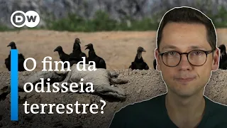 A sexta extinção em massa já começou: o que nos espera?