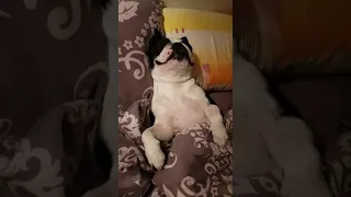 Собака храпит.  Смотреть всем обязательно !!! dog snoring!  You have to watch!!!