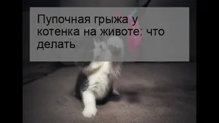 Пупочная грыжа у котенка на животе: что делать