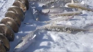 Подледная рыбалка в поселке Угольные Копи