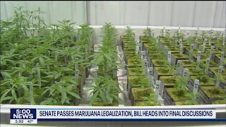 Recreational marijuana passes Senate I KMSP FOX 9