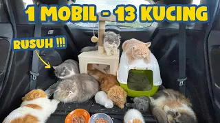 PUSING !!!! 1 MOBIL DI ISI 13 KUCING KELILING 3 KOTA LANGSUNG