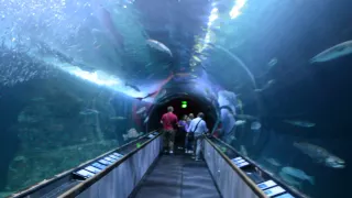 Aquarium of the Bay Tunnel, San Francisco