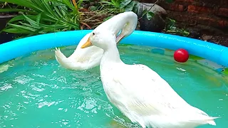 ducks swimming ducks#duckswimming #cuteducks #duckmukbang #duck