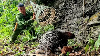 Detecting hedgehogs, finding food for wild boars, skills, catching hedgehogs, survival instincts