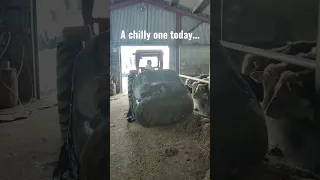 Hit and miss with the bales again...              #farm #farming #farmlife #cow #masseyferguson