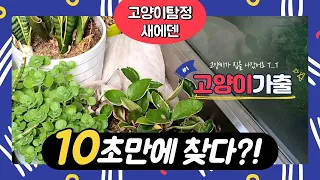 고양이탐정 새에덴 ｜ 10초 만에 찾은 2층에서 뛰어내린 고양이