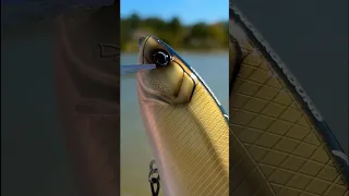 This $130 GOLDEN Swimbait Gets BIG Bites…