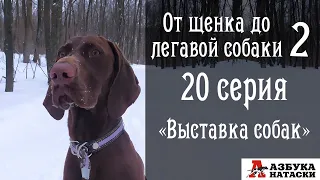 Выставка охотничьих собак - что нужно знать и делать с собакой?