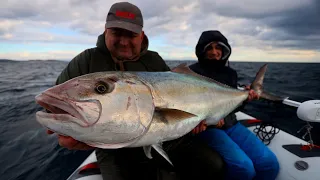 Kapitalni gof i zubatac 10 kg - vertical jigging / 4K