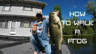 Bass Fishing: How to walk a Frog