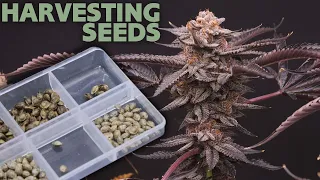 How to Harvest Cannabis Seeds – Dr. Seed Popper ASMR – CHASING PURPLE - breeding the best strains