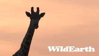 WildEarth - Sunset Safari - 18 Oct 2022