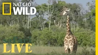 Safari Live - Day 73 | Nat Geo WILD