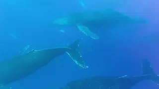 Surrounded by Humpbacks