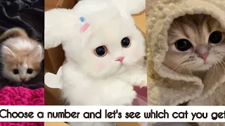 Cute cat compilation😻/Choose a number from 1-20 and comment down which cat you get/Cute Kitten video