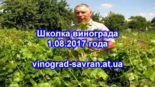 Школка винограда на 1.08.2017 года.