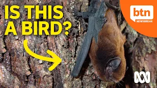 Why a Bat Might be Named as New Zealand's Bird of the Year