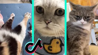 BEST DANK CAT MEMES COMPILATION OF DECEMBER 2020 #1 | Funny Cat Compilation