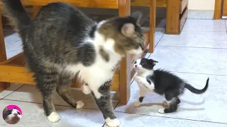 A rescued kitten who has been ignored by a big cat for the first time takes unexpected actions...