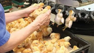 Ganito Pala ang Breeding ng Milyon Milyong Itlog at Harvesting ng mga Manok sa Poultry (NEW WAY)