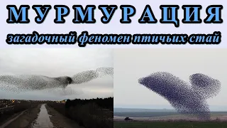 МУРМУРАЦИЯ - Загадочный феномен птичьих стай