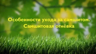 Самшитовая огневка: профилактика и меры борьбы