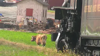 Strasburg #475 Almost Hits a Wandering Cow