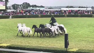 Horseman Lorenzo - The Flying Frenchman