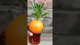 Great Technique Grow Orange Tree From Orange #shorts