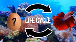 Life Cycle of Betta Fish (SUMMARY of Betta Fish FULL Life Cycle)