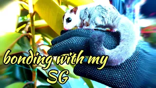 Bonding with my Sugar Glider