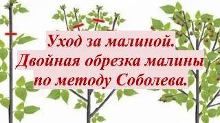 Двойная обрезка малины по методу Соболева. Мой простой уход за малиной.