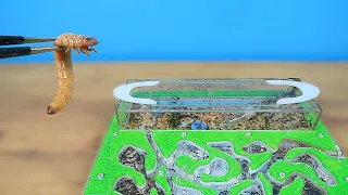Битва огромного зофобаса с муравьями! Запрещенное видео!