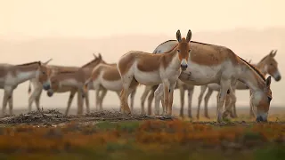 The Khur of Kutch: The Indian Wild Ass and its Last Home