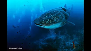 Galapagos Shark Diving - Dive Expedition 2019
