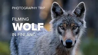 WILDLIFE PHOTOGRAPHY | Filming a WOLF from a hide in Finland | Trip to Kuhmo