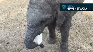 Cheeky baby elephant charges wildebeest