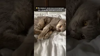 Признаки того, что Ваша кошка Вас не любит 😼