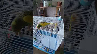 Опасности, которые подстерегают попугая 🦜дома.