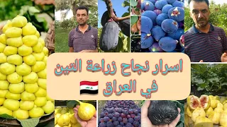 شجرة التين تعرفوا على اسرار الزراعة واهم الانواع في العراق 🇮🇶 و اسباب تساقط الثمار