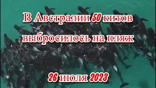 В Австралии погибли более 50 китов, выбросившихся на пляж