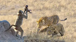 The Best Of Animal Attack 2022 - Most Amazing Moments Of Wild Animal! Wild Discovery Animal p19