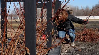 How to Prune Raspberries! 🤤✂️❤️ // Garden Answer