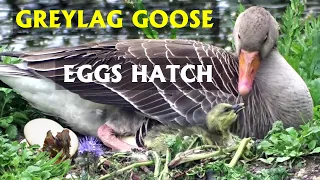 Greylag goose eggs hatch. Six goslings. PART 24