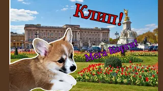 Happy Korgi-(Мега Корги!).Клип!Корги Рокки(говорящая собака)